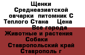 Щенки Среднеазиатской овчарки (питомник С Теплого Стана) › Цена ­ 20 000 - Все города Животные и растения » Собаки   . Ставропольский край,Ставрополь г.